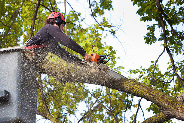 Best Tree Pruning Services  in Windber, PA